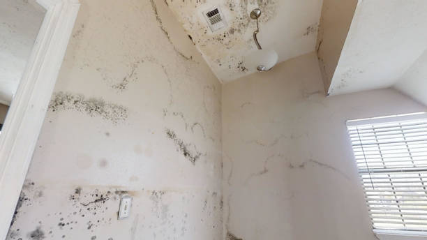 Best Emergency Mold Remediation  in Fish Hawk, FL