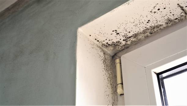 Best Basement Mold Removal  in Fish Hawk, FL