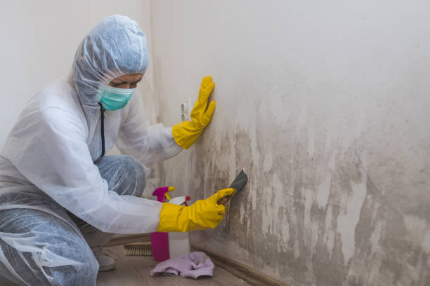 Best Black Mold Removal  in Fish Hawk, FL