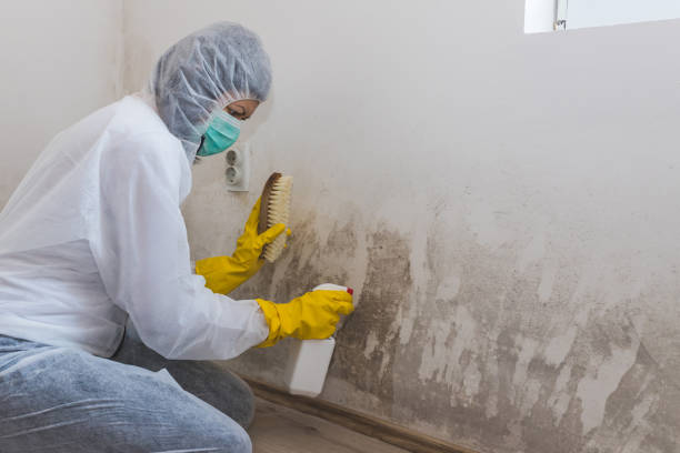 Best Industrial Mold Remediation  in Fish Hawk, FL