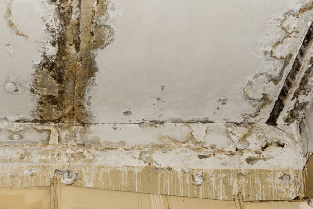 Best Mold Prevention Services  in Fish Hawk, FL