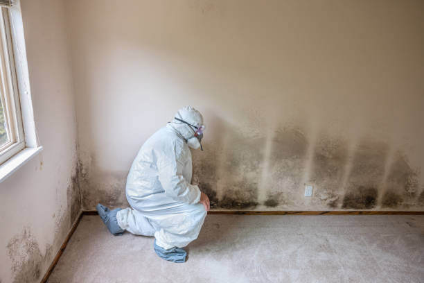 Best Mold Remediation for Rental Properties  in Fish Hawk, FL